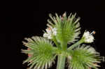 Canadian blacksnakeroot